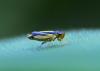 Evacanthus interruptus